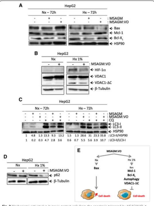 Fig. 2 Mechanisms activated in hypoxia protect cells from the apoptosis triggered by MSAGM:VO