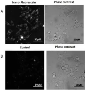 Figure 6. Cellular internalization of fluorescein-labeled PEO-PCL micelles observed by confocal  microscopy