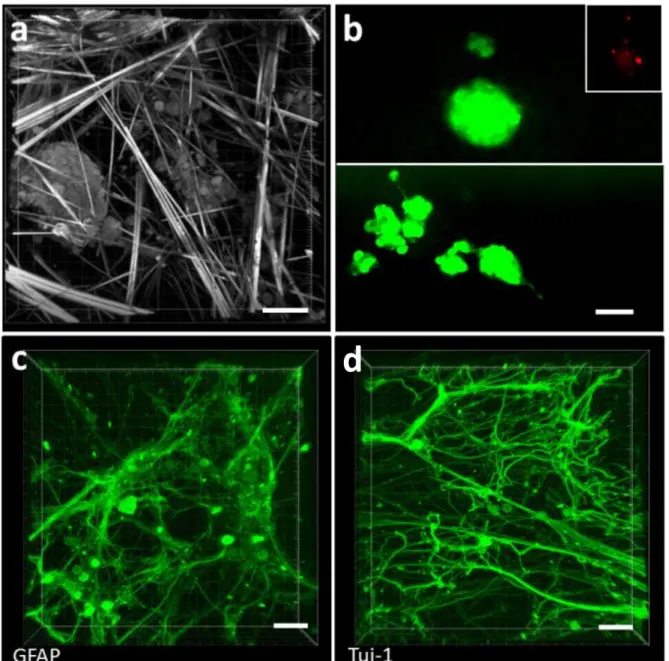 Figure  8:    Human  neural  stem  cell  differentiation  on  Gal-C7  aldonamide  gel