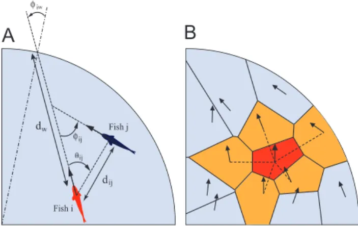 Figure 2. Quantities used in the model formulation. (A) The distance d W separates the position of the focal fish i from its current point of impact on the wall; w iW is the angle between the heading of fish i and the angular position of this point of impa