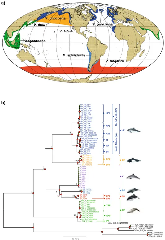 Figure 1.  (a) Geographical range of each species in the Phocoenidae family. Map generated using ArcGIS 10.3 software using  the open source data from the ETOPO1 Global Relief  Model 23  (https ://www.ngdc.noaa.gov/mgg/globa l/) and adapted from   Gaskin 1