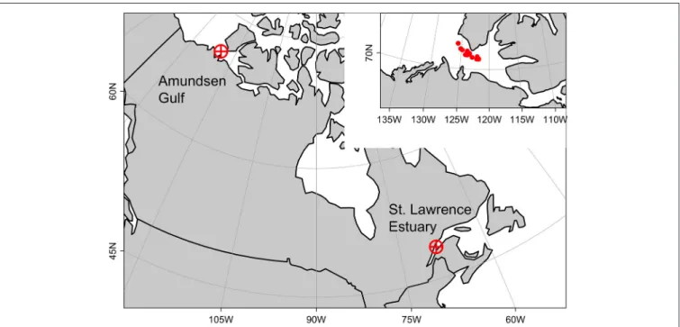 FIGURE 1 | Studied area. Arctic copepod species used in incubation experiments were sampled from the St