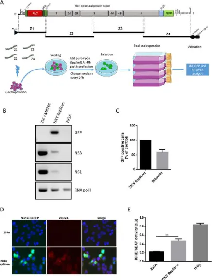 Figure 1. Generation and validation of ZIKA Virus (ZIKV) replicon in HEK-293A cells. (A) Schematic representation of overlapping fragments Z1 to Z4 covering of ZIKV replicon