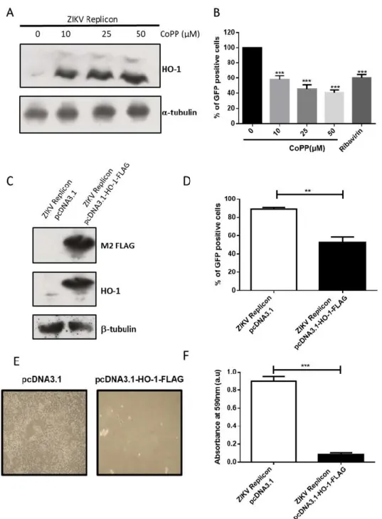 Figure  2.  ZIKV  replicon  expression  is  inhibited  by  HO‐1  induction  or  overexpression