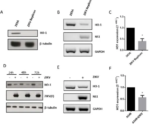 Figure 3. ZIKV replication and ZIKV infection decrease HO‐1 protein and mRNA levels. (A) Western  blot analysis of HO‐1 protein expression in HEK 293A cells and ZIKV replicon cells using anti‐HO‐1