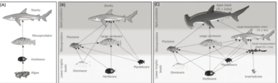 Figure 4 : Schéma de réseaux trophiques (A) en chaîne linéaire illustrant intuitivement la possibilité de cascade  trophique, (B) avec une plus grande diversité à la base du réseau, (C) séparant les requins et autres prédateurs en  différents groupes fonct
