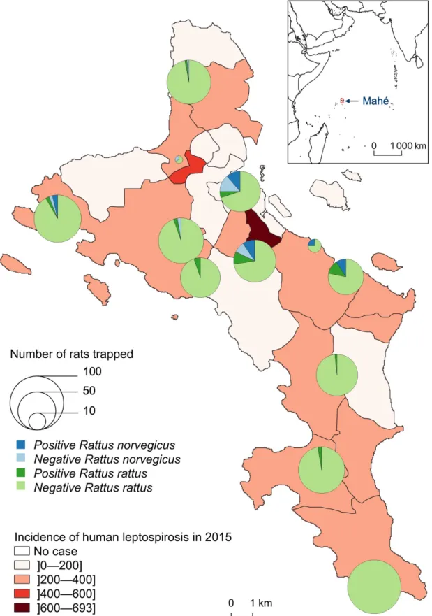 Figure 3. Number of Leptospira-infected (positive) and noninfected (negative) Rattus trapped, by species and site, compared to the incidence of human leptospirosis by district in 2015 (for 100,000 inhabitants).