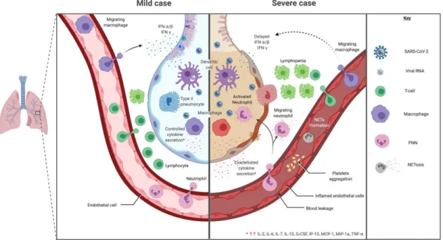 Figure 4. Mild versus severe immune response during SARS-CoV-2 infection. In regards to cytokine  signature during SARS-CoV-2, mild and moderate cases showed a controlled response with higher  expression of IL-1β, IL-1RA, IL-2RA, IL-6, IL-7, IL-8, IL-9, IL