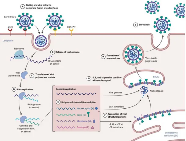 Figure 1. SARS-CoV-2 supposed life cycle. (A) Entry of SARS-CoV-2 in target cell expressing ACE2  (or another receptor, CD147 have been evoked but need to be confirmed)