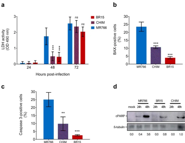 Fig. 5. Activation of IRF and IFN-β pathways in A549 cells infected with viral clones