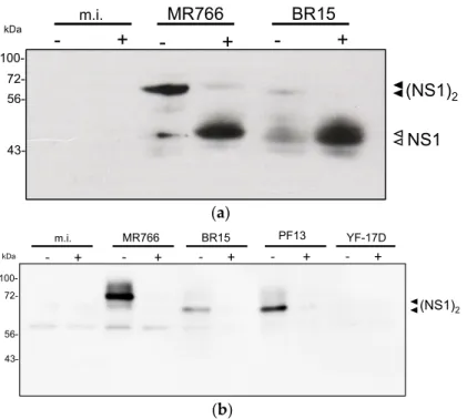 Figure 5. Reactivity of rat anti-rNS1 immune serum against NS1 synthesized in Vero cells infected by  different strains of ZIKV