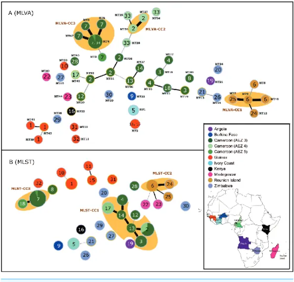 Figure 1 MSTs of Ralstonia solanacearum species complex strains of phylotype III (65 strains)