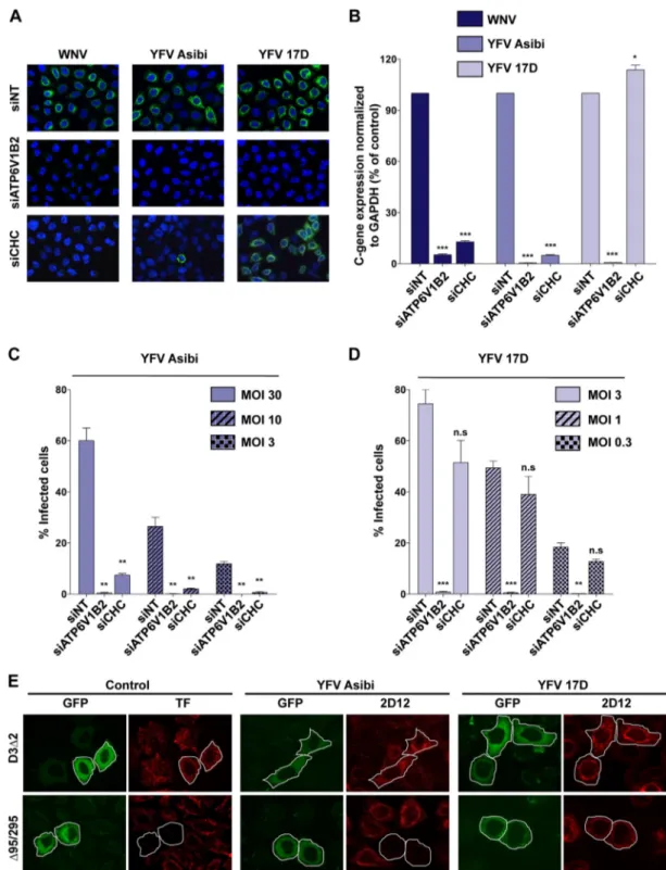 FIG 2 YFV Asibi and 17D use distinct endocytotic routes for entry. (A and B) HeLa cells were transfected with an siRNA pool targeting the clathrin heavy chain (siCHC) or ATP6V1 ␤ 2 or a nontargeting siRNA (siNT) as a negative control and then infected with