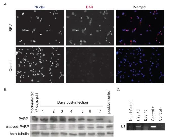 Figure 3 : RRV-infected MM6 monocytes undergo apoptosis but surviving cells carry viral genome