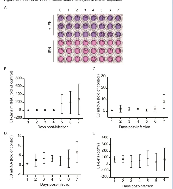 Figure 2 : RRV-infected MM6 monocytes immune response. MM6 cells were infected with RRV-GFP at MOI of 1  or mock infected