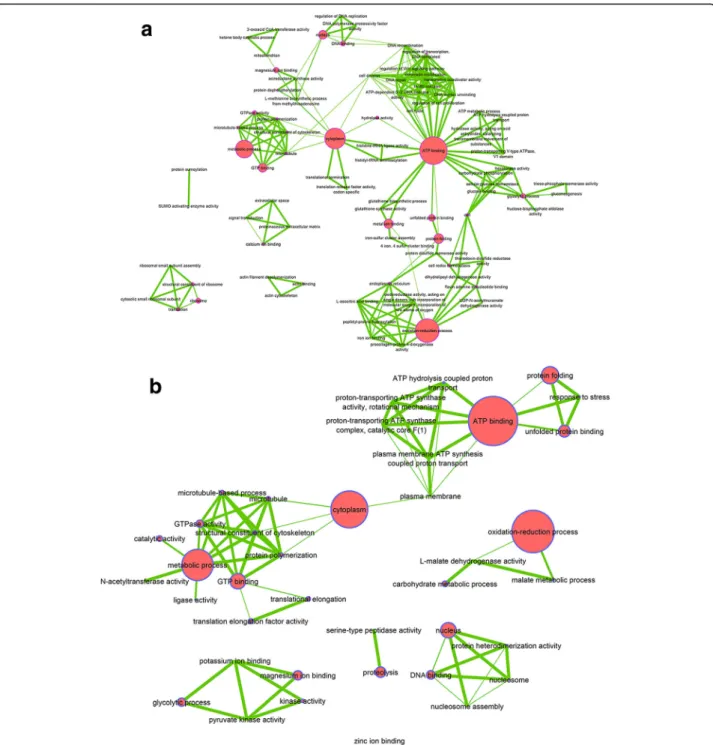 Fig. 7 Cumulative effect function network. a CUMUL_1, (b) CUMUL_2. Network of functions impacted by Wolbachia and CHIKV infection, A at 24 h post infection by CHIKV and B at 120 h post infection