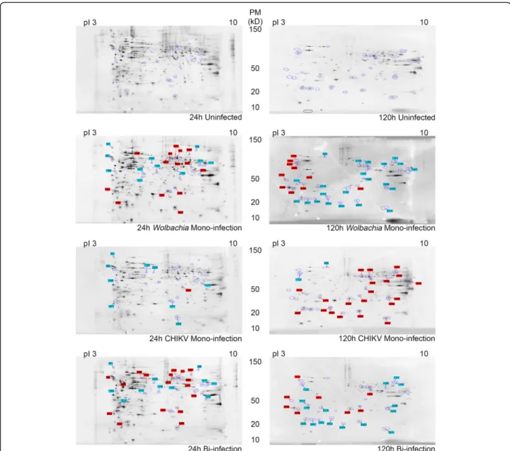 Fig. 3 Two D electrophoresis Gels of C6/36 extracts showing spots modulated after analysis