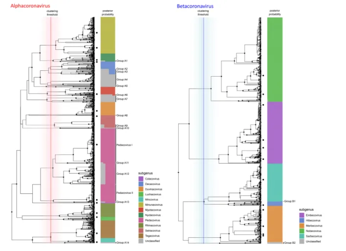 Fig. 1. Phylogenetic subgenus classifications for partial RdRp sequences of alphacoronaviruses (left) and betacoronaviruses (right)