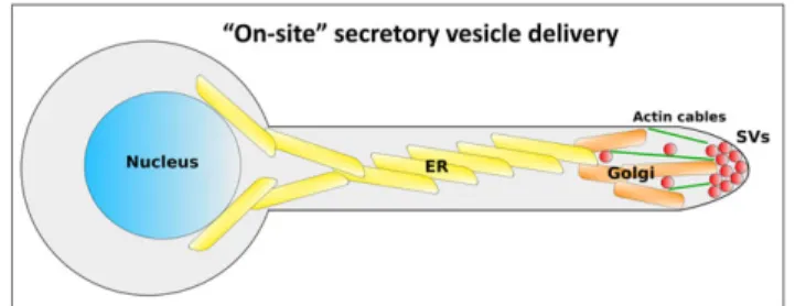 FIGURE 6 Model for secretory vesicle (SV) delivery to the Candida albicans filament tip