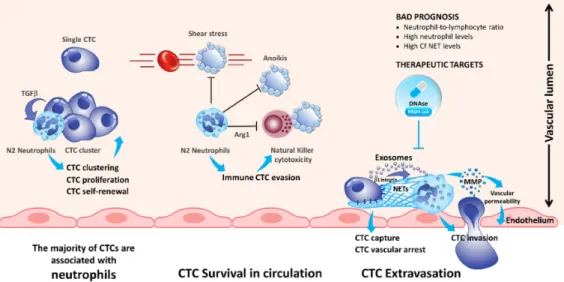 Figure 1. Compelling evidence indicates that blood neutrophils can offer proliferative and survival  advantages to circulating tumor cells (CTCs) during their journey in the blood stream, rendering them  more competent for metastasis development