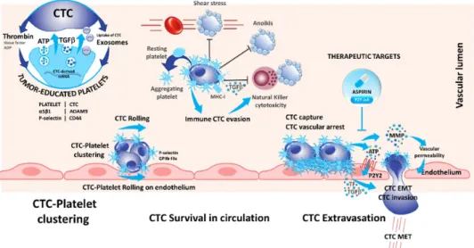 Figure 2. The dialogue between platelets and CTCs is reciprocal: CTCs activate and educate platelets  while platelets contribute to CTCs’ survival, escape from immune surveillance, tumor–endothelium  interactions, and dissemination