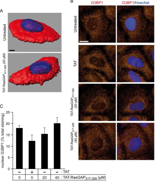 Figure 7. TAT-RasGAP 317–326 does not affect G3BP1 nuclear localization. A. HeLa cells were left untreated or treated for 18 hours with TAT (20 mM), TAT-RasGAP 317–326 (20 or 40 mM)