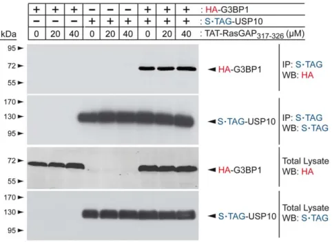 Figure 4. TAT-RasGAP 317–326 does not affect the binding of G3BP1 to USP10. HEK293T cells were transfected with the indicated plasmids.