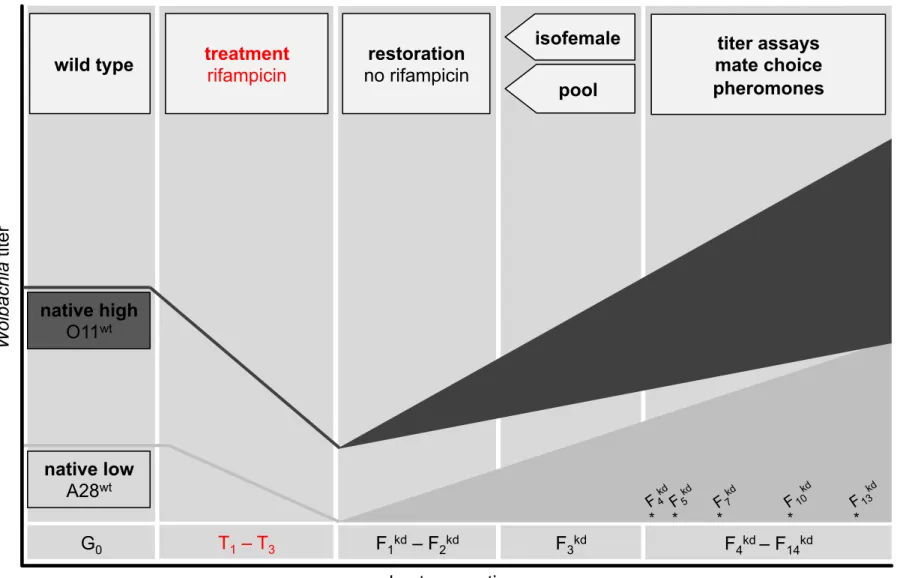 Figure S1. Generation of  D. paulistorum knockdown (kd) lines. Wild type (wt) D. paulistorum individuals (A28 wt ,  O11 wt ) were treated with 0.2% rifampicin during generations T 1 -T 3  to reduce native  Wolbachia titers followed by  restoration phases d