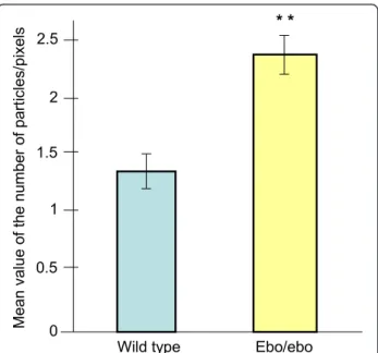 Fig. 5 Quantitative analysis of the distribution of the gold particles associated with Nardilysin in wild-type and ebo/ebo mutant.