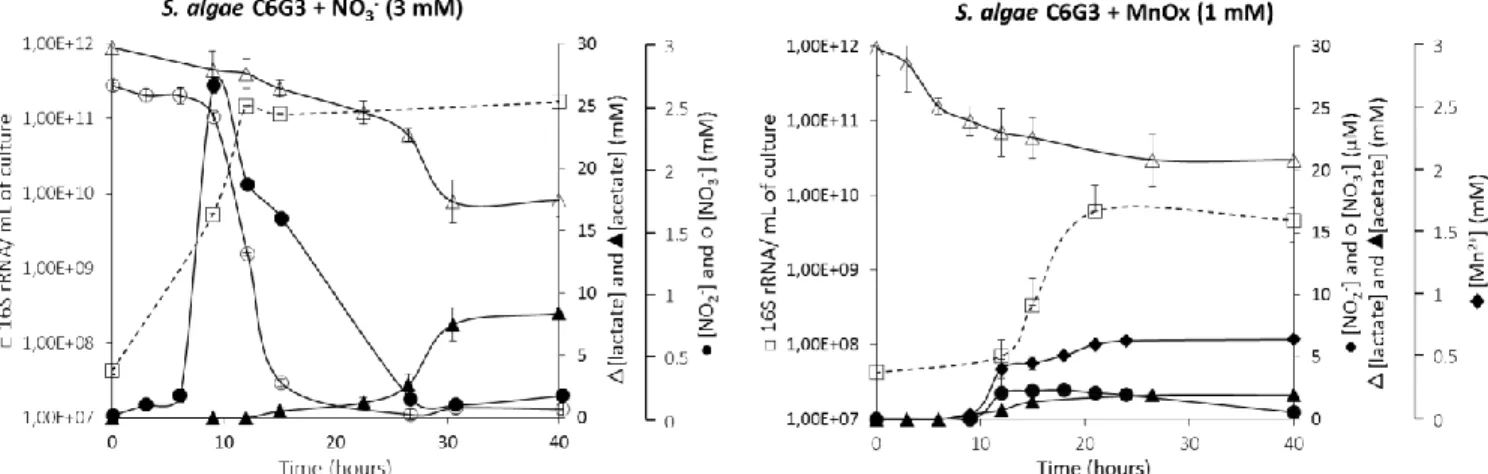 Fig. 2: Kinetic of growth of S. algae C6G3 in anaerobiosis and in the  presence of nitrate or Mn(IV) as electron acceptor in minimal medium with  lactate as electron donor