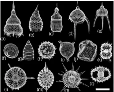 Figure 3. Examples of radiolarian vignettes generated by the automated acquisition, processing and recognition workflow for (a) Lamprocyclas maritalis, (b) Lamprocyrtis hannai, (c)  Theo-corythium trachelium, (d) Pterocanium trilobum, (e) Pterocanium praet