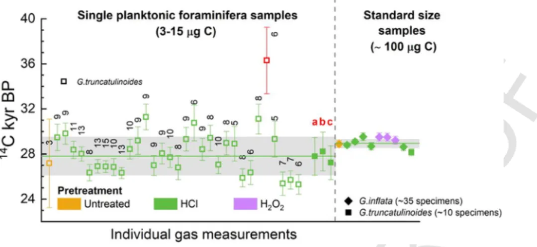 Fig. 3. F ⁠14 C values corrected for the constant contamination model of 32 single foraminifera samples (the sample represented in red was considered as an outlier) compared to 10 standard size samples from the same depth in deep-sea core raised off Morocc