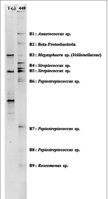 FIGURE 3 | PCR-TTGE banding patterns for bacterial genera detected in the abdomen of one naturally Plasmodium vivax infected An