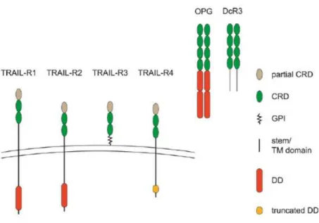 Figure  1-3 :  Représentation  des  domaines  structuraux  des  récepteurs  au  TRAIL