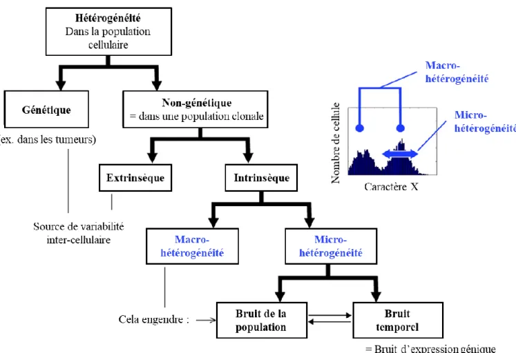 Figure 1-9 : Hétérogénéité de population cellulaire.  