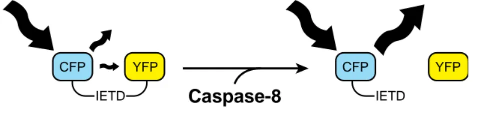 Figure 1-10 Schéma de la sonde à activité  caspase-8 IC-RP. 
