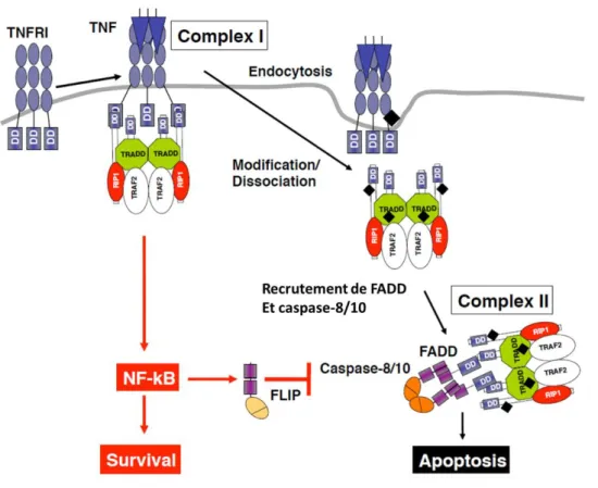 Figure  1-12 :  Schéma  de  l’induction  de  l’apoptose  et  de  la  voie  NF-κB  par  le  TNF
