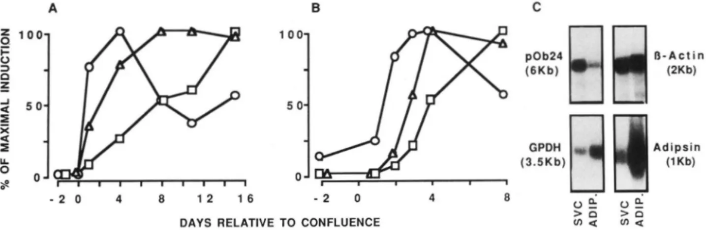 FIG. 2.  Expression  of  pOb24,  glycerol-3-phosphate  dehydrogenase,  and  adipsin  mRNAs  during 