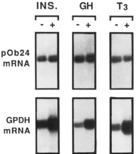 FIG.  4.  Differential  regulation  of  pOb24  and  glycerol-3-  phosphate  dehydrogenase  gene  expression  by  growth  hor-  mone, triiodothyronine, and insulin