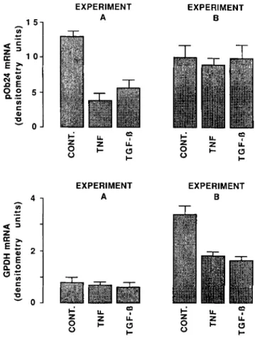 FIG. 7.  Effects  of  TNF  and  TGF-@  on  the  expression  of  pOb24  and  glycerol-3-phosphate  dehydrogenase  genes  in  early  differentiating  and  late  differentiated  Ob1771  cells