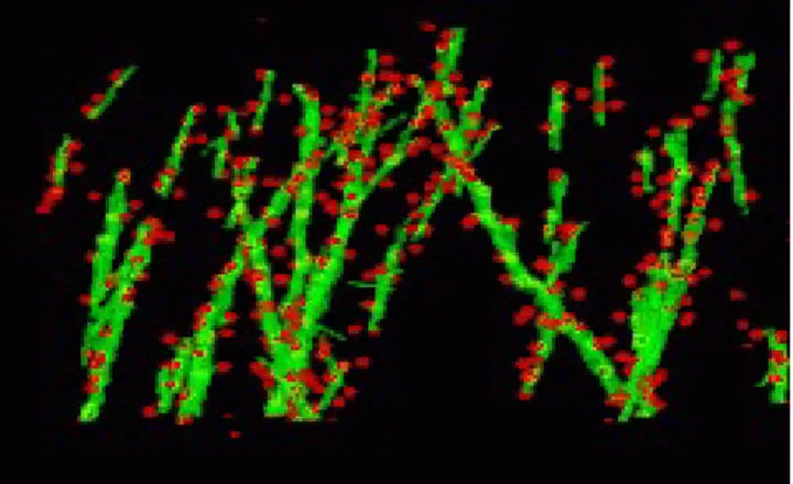 Fig. 6. Dendrites (in green) and spines (in red)