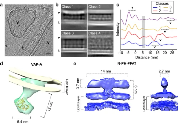 Fig. 4 3D molecular architecture of VAP-A N-PH-FFAT in reconstituted membrane contact sites (MCS)