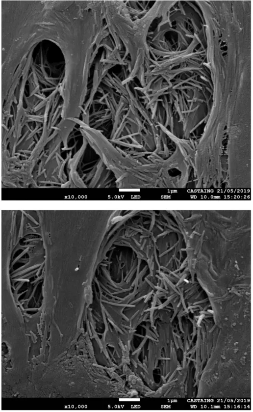 Figure S3: SEM images of the composite 4a cross-section. 