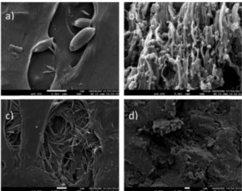 Fig. 3 Selected SEM images of the composite cross sections. (a) 1a, (b) 2a, (c) 4a and (d) 5c.