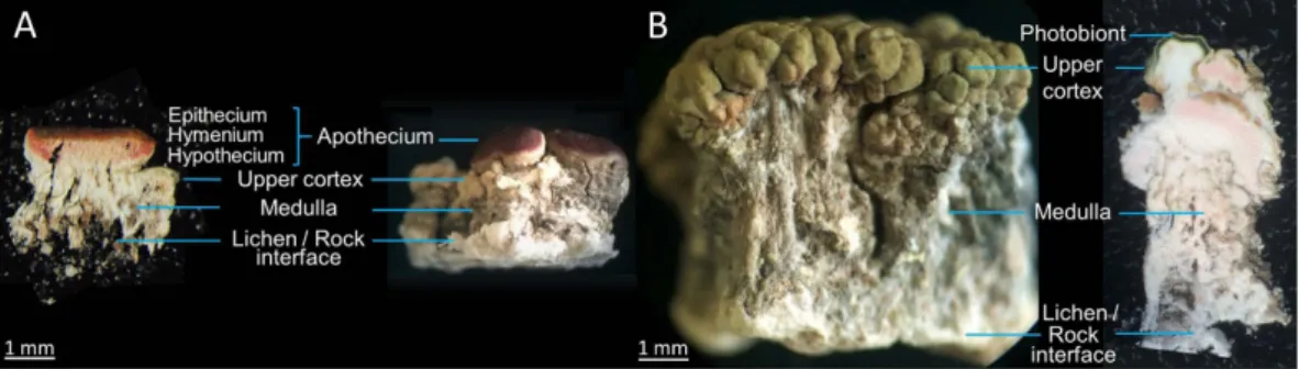 Figure 1.  Lateral macroscopic views of O. ventosa from both sampling sites revealing the different anatomical  features alongside a cryosectioned piece of an apotheciate thallus (Tyrol sample) (A) and a hand-cut piece of a  non-apotheciate thallus (Styria