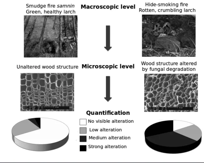Figure 5. Differences in the proportions of microscopic fungal degradation features on charcoal samples according to the initial soundness of the wood used in the ﬁ re
