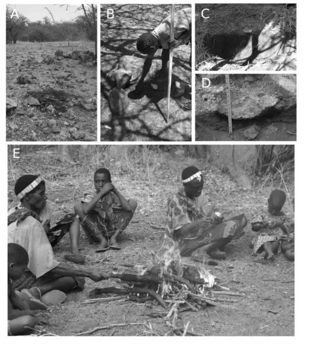 Figure 1. Different types of Hadza hearths subjected to micromorphological analysis. A, Brief, 20-minute-long ﬁ re used to burn an impala and sampled 10 days later
