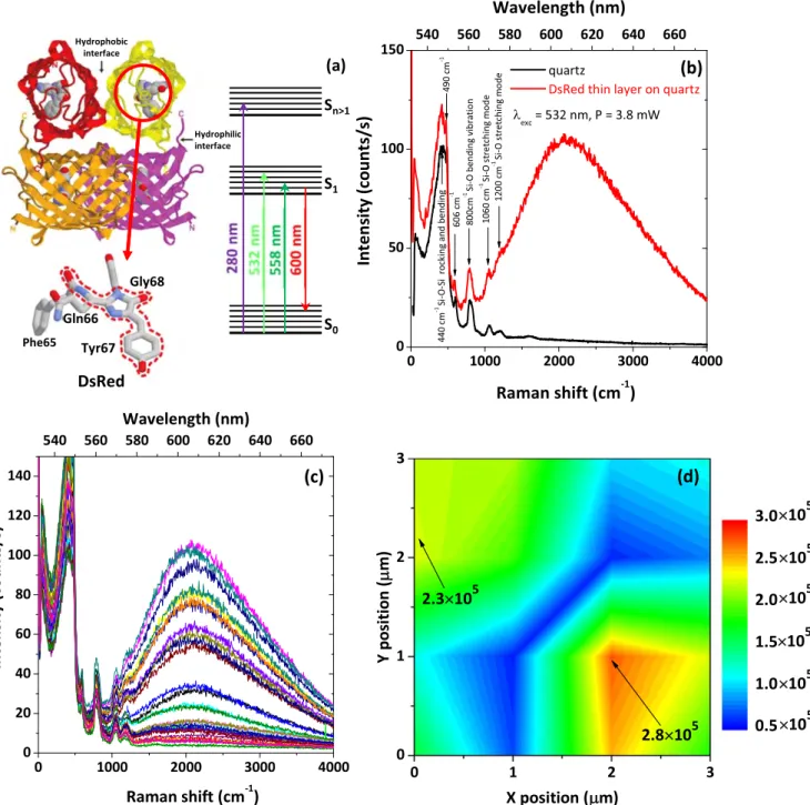 Figure 3. ( a ) Schematic representation of the tetrameric DsRed ﬂ uorescent protein, its chromophoric structure and a scheme of the main electronic energy levels, ( b ) Raman spectra recorded on a pristine quartz substrate ( black line ) and on a thin lay