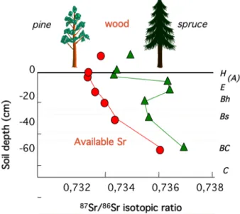 Figure   6:   Comparison   of   the   isotopic   composition   of   strontium   (Sr)   (a   Ca   analogue)   in   soils   and   trees   (pine   and    spruce)   in   Sweden   to   estimate   the   depth   of   nutrient   uptake   by   roots