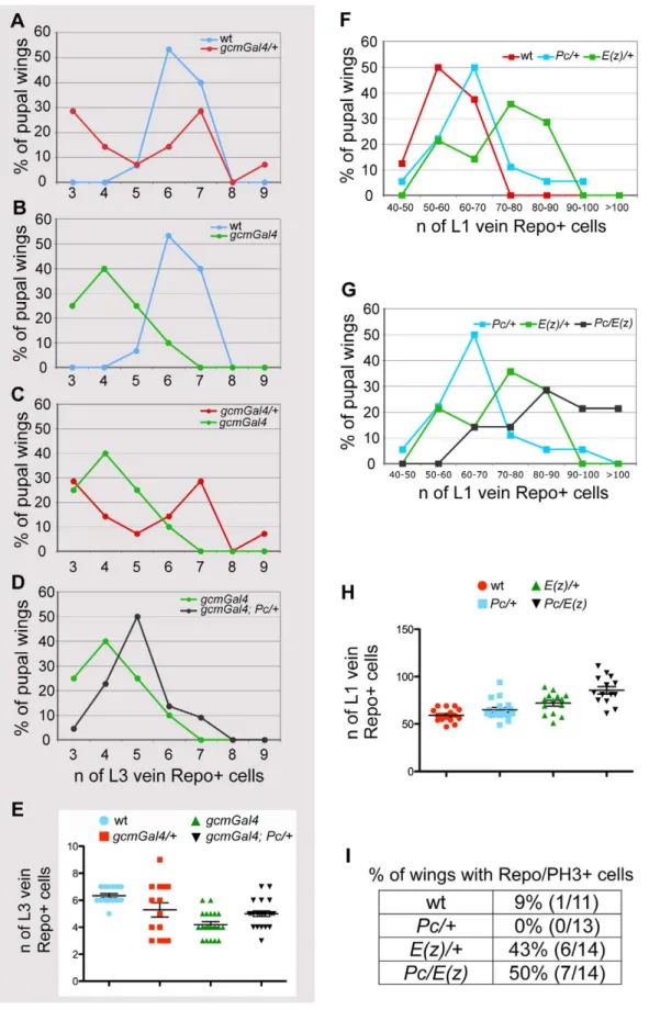 Figure 4. PcG genes control glia proliferation. (A–E) Quantitative analysis of glia at L3 vein position